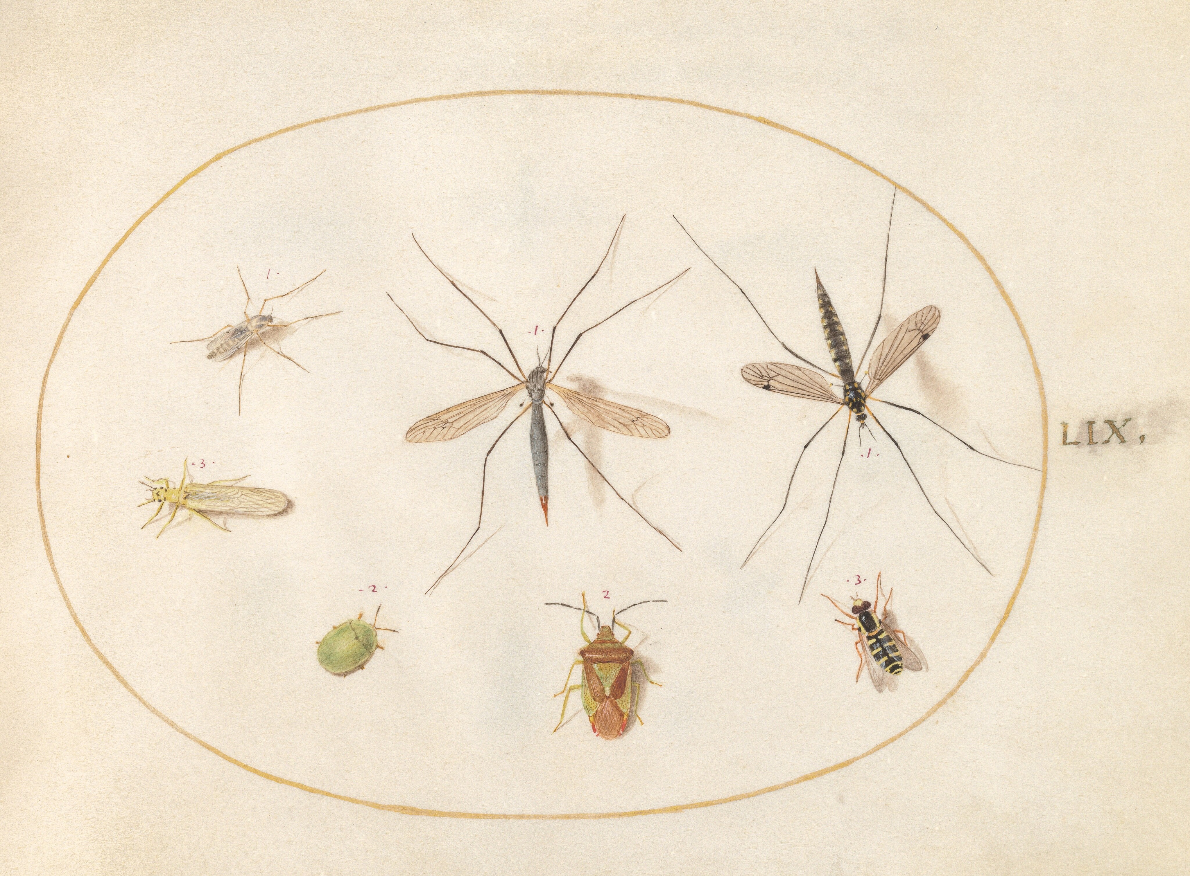 Watercolor drawing of several insects spaciously arranged for display