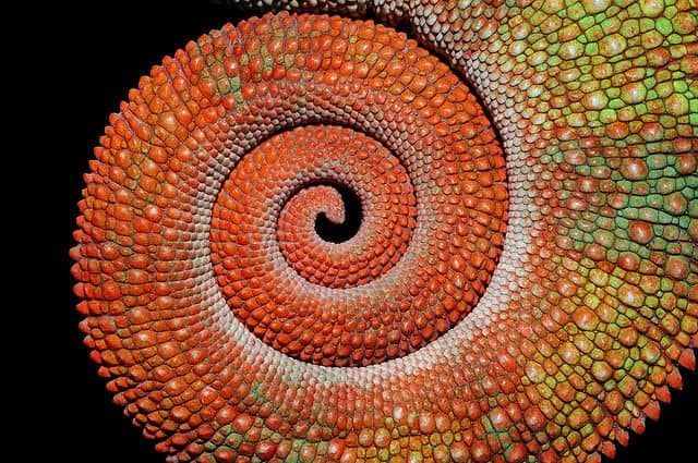 Scaly lizard tail wrapped into a spiral. Scaly lizard tail wrapped into a spiral.